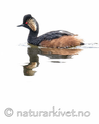 BB_20180512_0556 / Podiceps nigricollis / Svarthalsdykker