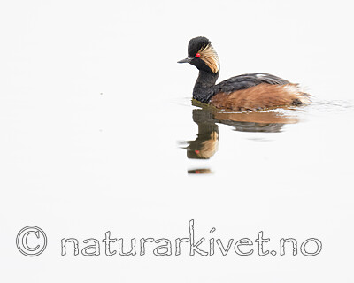 BB_20180512_0606 / Podiceps nigricollis / Svarthalsdykker