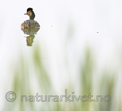 BB_20180512_0633 / Podiceps nigricollis / Svarthalsdykker