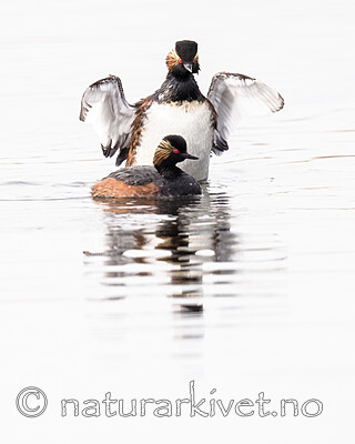 BB_20180512_0670 / Podiceps nigricollis / Svarthalsdykker