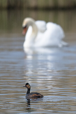 BB_20180512_0710 / Cygnus olor / Knoppsvane <br /> Podiceps nigricollis / Svarthalsdykker