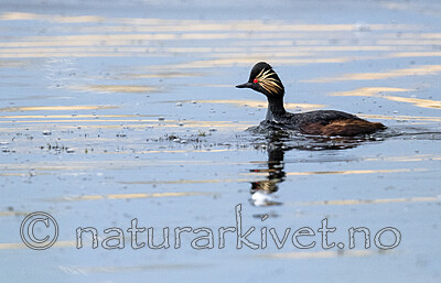 BB_20180512_0779 / Podiceps nigricollis / Svarthalsdykker