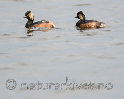 BB_20180512_1547 / Podiceps nigricollis / Svarthalsdykker