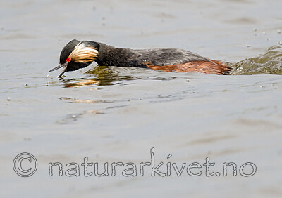 BB_20180512_1593 / Podiceps nigricollis / Svarthalsdykker