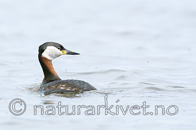 BB_20180512_2966 / Podiceps grisegena / Gråstrupedykker