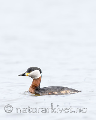 BB_20180512_2983 / Podiceps grisegena / Gråstrupedykker