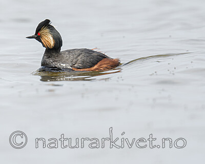 BB_20180512_4215 / Podiceps nigricollis / Svarthalsdykker
