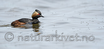 BB_20180512_4558 / Podiceps nigricollis / Svarthalsdykker