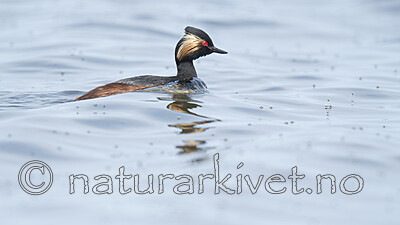 BB_20180512_5034 / Podiceps nigricollis / Svarthalsdykker