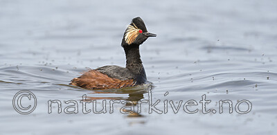 BB_20180512_5221 / Podiceps nigricollis / Svarthalsdykker