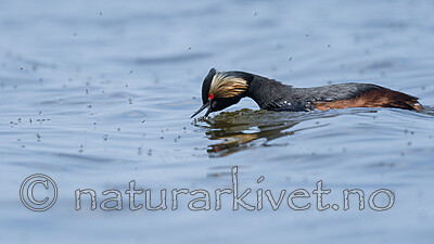 BB_20180512_6365 / Podiceps nigricollis / Svarthalsdykker
