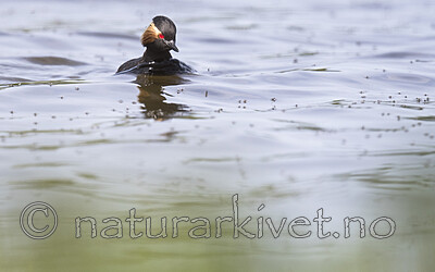 BB_20180512_6410 / Podiceps nigricollis / Svarthalsdykker