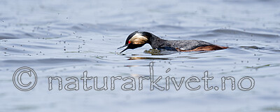 BB_20180512_6903 / Podiceps nigricollis / Svarthalsdykker