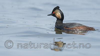 BB_20180512_7068 / Podiceps nigricollis / Svarthalsdykker