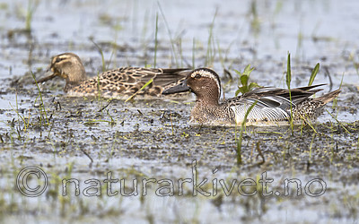 BB_20180512_7723 / Anas querquedula / Knekkand