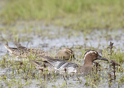 BB_20180512_7789 / Anas querquedula / Knekkand