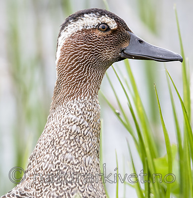 BB_20180512_8959 / Anas querquedula / Knekkand