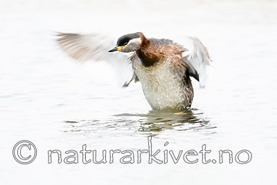 BB_20180512_9955 / Podiceps grisegena / Gråstrupedykker