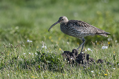 BB_20180513_0532 / Numenius arquata / Storspove