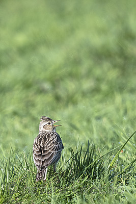 BB_20180513_0760 / Alauda arvensis / Sanglerke