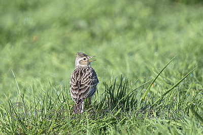 BB_20180513_0762 / Alauda arvensis / Sanglerke