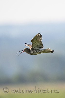 BB_20180513_0836 / Numenius arquata / Storspove