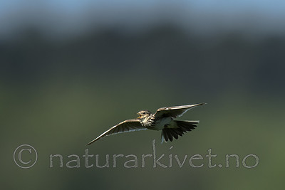 BB_20180513_1077 / Alauda arvensis / Sanglerke