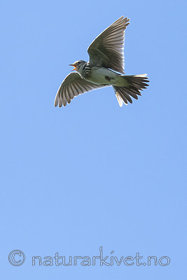 BB_20180513_1350 / Alauda arvensis / Sanglerke
