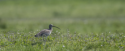 BB_20180513_1557 / Numenius arquata / Storspove