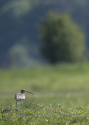 BB_20180513_1570 / Numenius arquata / Storspove
