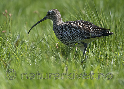 BB_20180513_2067 / Numenius arquata / Storspove