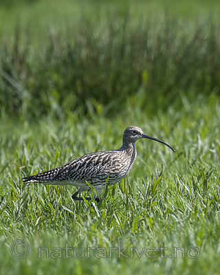BB_20180513_2187 / Numenius arquata / Storspove