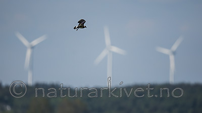 BB_20180513_3057 / Vanellus vanellus / Vipe