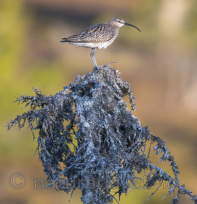 BB_20180519_0279 / Numenius phaeopus / Småspove