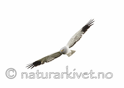 BB_20180622_0081 / Circus cyaneus / Myrhauk