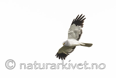 BB_20180622_0088 / Circus cyaneus / Myrhauk