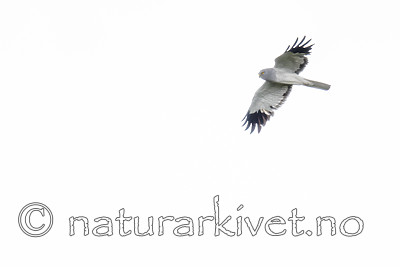 BB_20180622_0265 / Circus cyaneus / Myrhauk