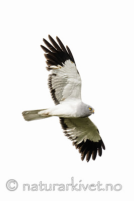 BB_20180622_0289_ / Circus cyaneus / Myrhauk