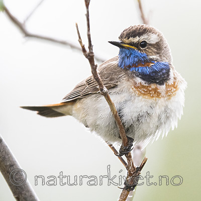 BB_20180622_0322 / Luscinia svecica / Blåstrupe