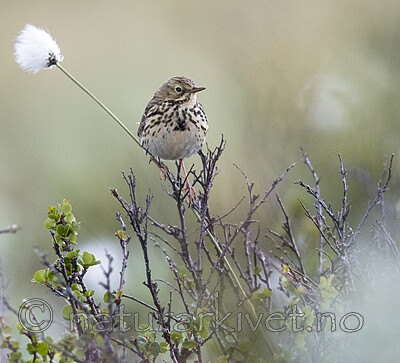 BB_20180622_0365 / Anthus pratensis / Heipiplerke