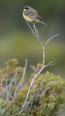 BB_20180622_0413 / Motacilla flava / Gulerle