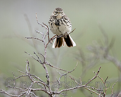 BB_20180622_0524 / Anthus pratensis / Heipiplerke