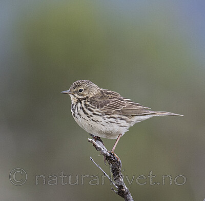 BB_20180622_0559 / Anthus pratensis / Heipiplerke