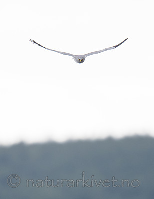 BB_20180622_0577 / Circus cyaneus / Myrhauk