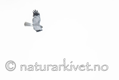 BB_20180622_0678 / Circus cyaneus / Myrhauk