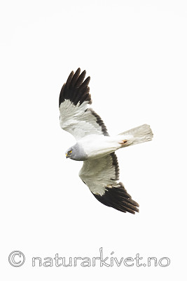 BB_20180622_0801 / Circus cyaneus / Myrhauk