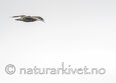 BB_20180622_0827 / Numenius arquata / Storspove