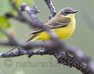 BB_20180622_0848 / Motacilla flava / Gulerle