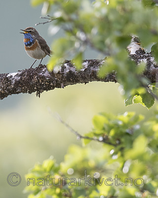 BB_20180623_0045 / Luscinia svecica / Blåstrupe