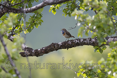 BB_20180623_0048 / Luscinia svecica / Blåstrupe